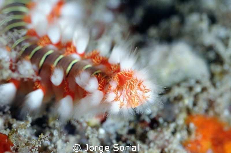 Close up of a bearded fireworm by Jorge Sorial 