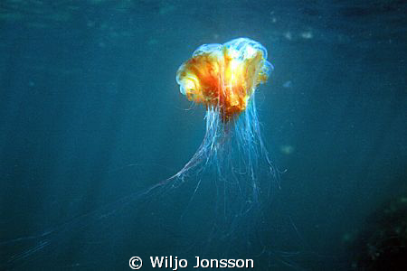 Giant jellyfish or Lion's mane jellyfish can be very big ... by Wiljo Jonsson 