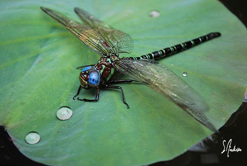 Lily pads in a pond provide a perfect landing strip for a... by Steven Anderson 