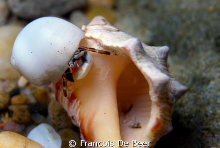 Hermit crab at Sodwana Bay Souh Africa by Francois De Beer 