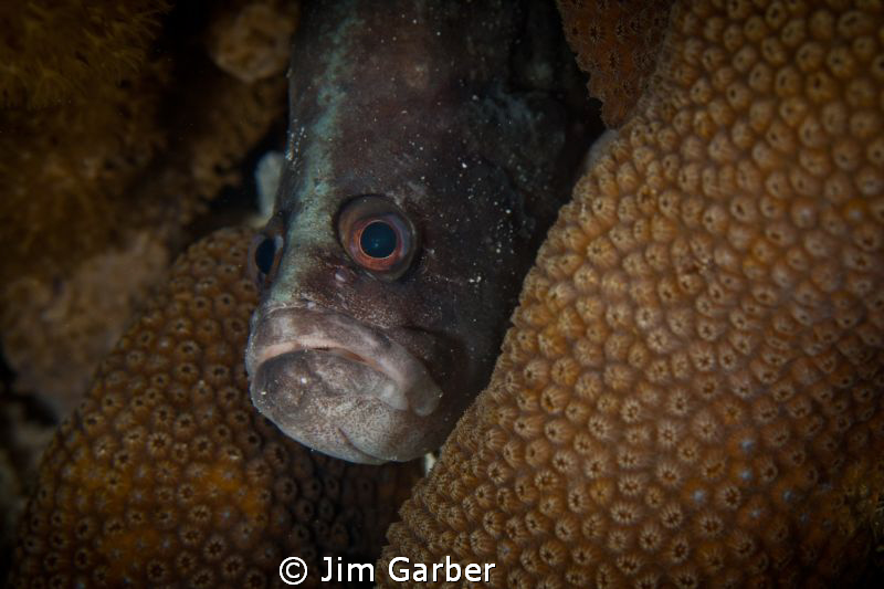 grumpy...soap fish by Jim Garber 