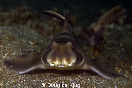 Junior taking a nap. This juvenile horn shark from Anacap... by Douglas Klug 
