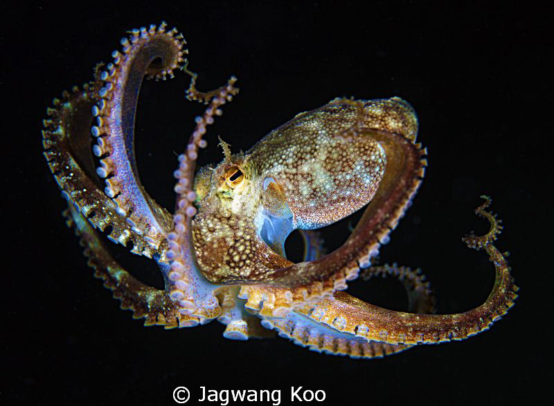 Octopus by Jagwang Koo 