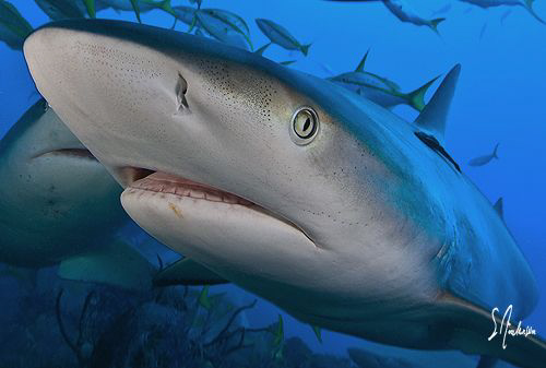 Reef Sharks coming in close. This was the last dive of th... by Steven Anderson 