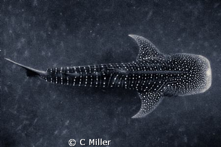 Diving with whale sharks feeding on the roe of spawning s... by C Miller 