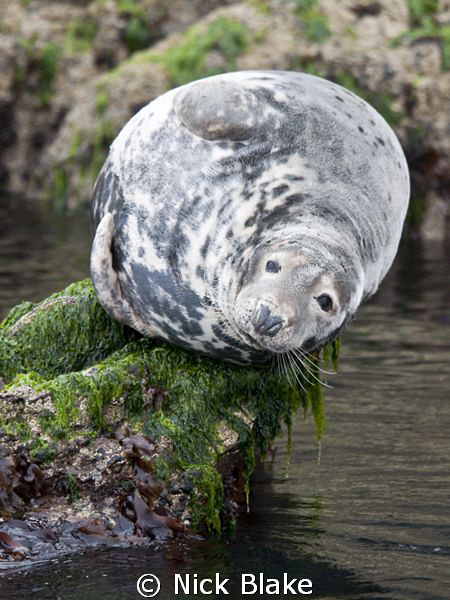 A grey seal basks on the rocks at St Tudwals Islands, Nor... by Nick Blake 