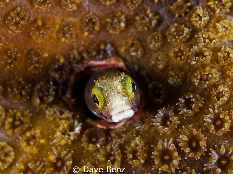Hey...what´s up ??? by Dave Benz 