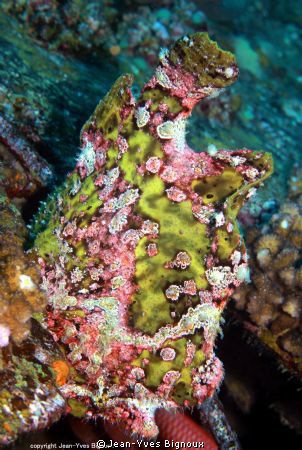 Frogfish Mauritius ,on a shipwreck Jean-Yves Bignoux ,Can... by Jean-Yves Bignoux 