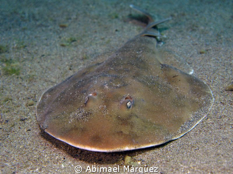 Lesser Electric Ray by Abimael Márquez 