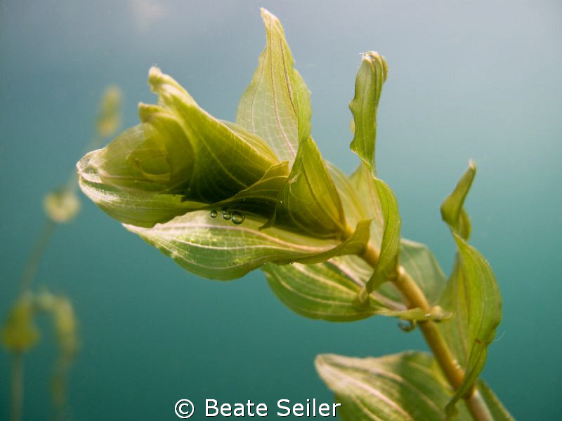 Freshwater plant by Beate Seiler 