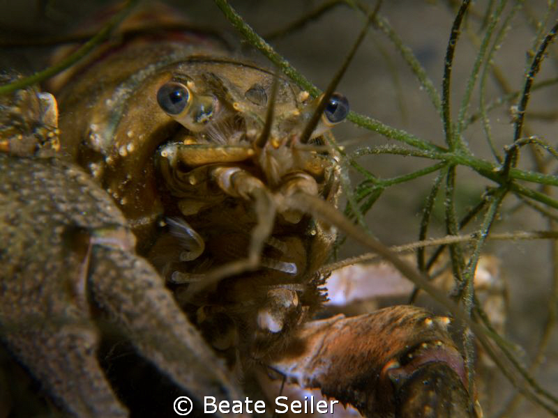Crayfish Closeup, Taken with Canon G10 and UCL165 by Beate Seiler 