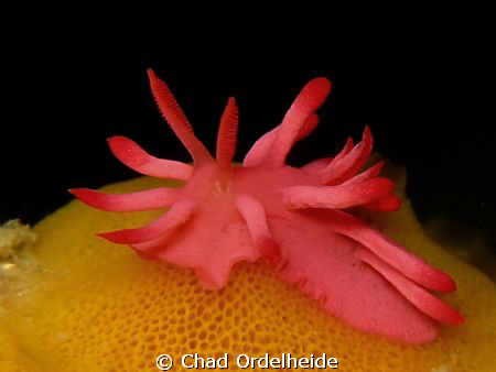 Okenia atkinsonorum sponge cruising at Nelson Bay! by Chad Ordelheide 