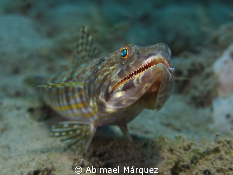 Sand Diver by Abimael Márquez 