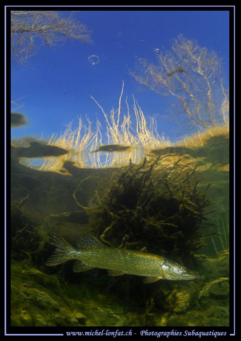 Pike Fish close to the surface.... :O)... by Michel Lonfat 