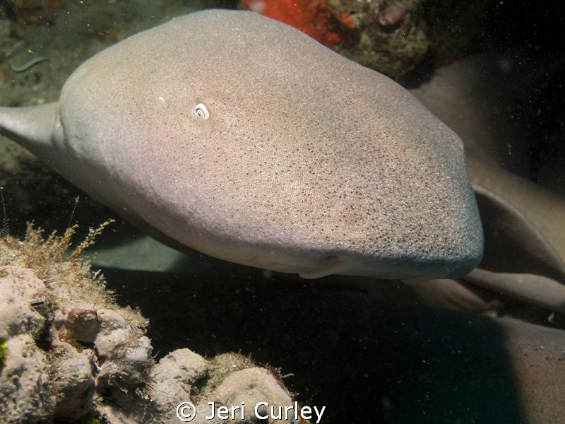Found a group of nurse sharks stacked in a crevice. One d... by Jeri Curley 
