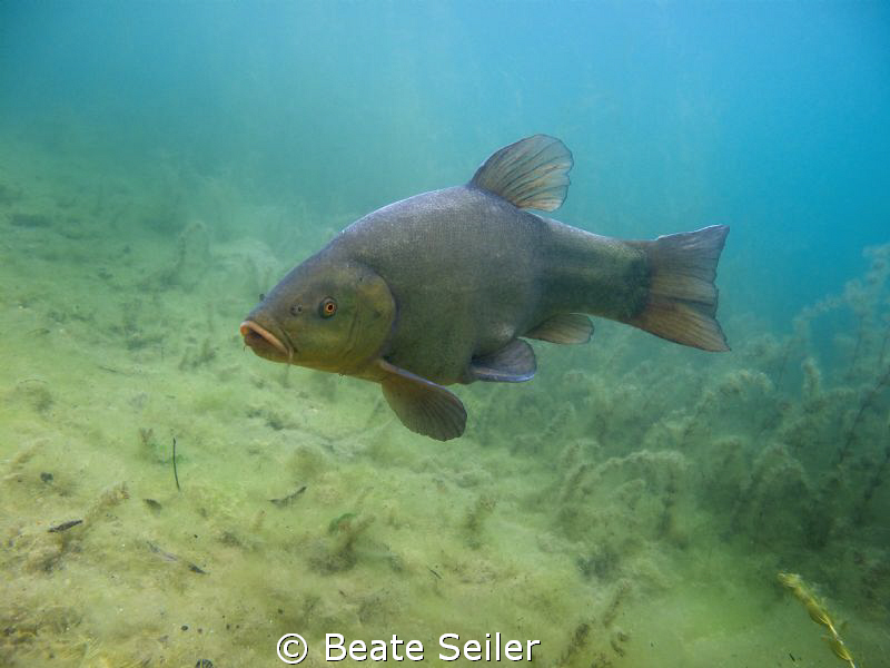 Tench, taken with Canon G10 , no strobe by Beate Seiler 