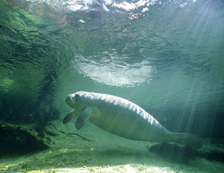 I shot this image of a West Indian Manatee at Blue Spring... by Robyn Churchill 