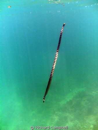 going up..large seasnake..over 5 ft...SEALIFE DC 1000 by Richard Campbell 
