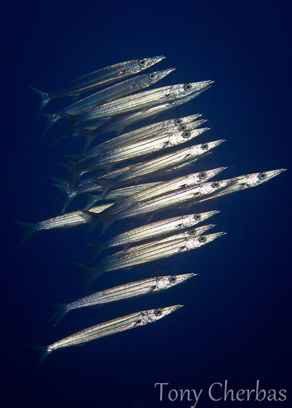 Small school of juvenile barracudas shot with the Canon 6... by Tony Cherbas 