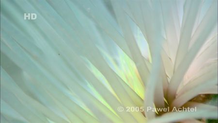 Tube anemone filmed at Raja Ampat Islands, Western Papua.... by Pawel Achtel 
