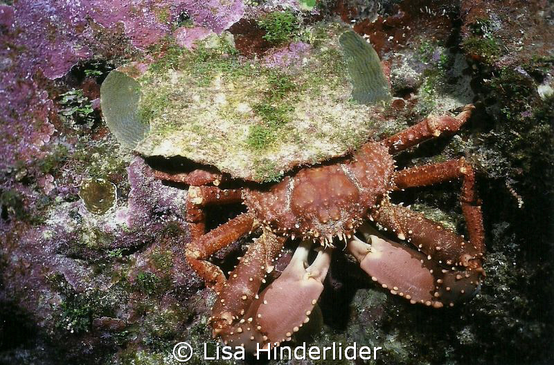 Channel Clinging Crab out in daytime  from under his cust... by Lisa Hinderlider 