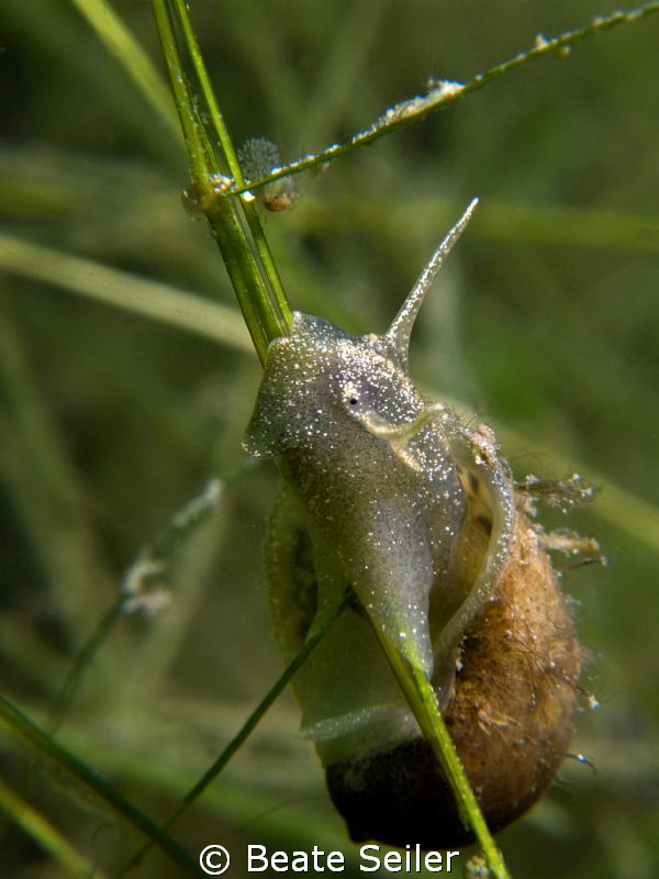 Freshwater snail , taken with Canon G10 and UCL165 by Beate Seiler 