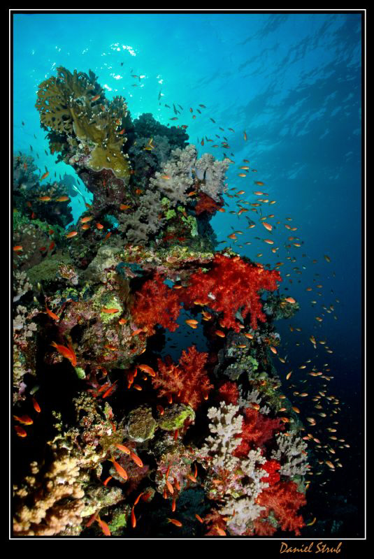 Reef life in Marsa Nakari :-D by Daniel Strub 