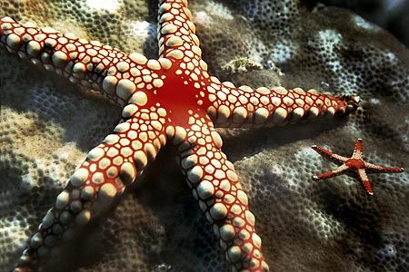 Comores islands, starfish, composing>little starfish, Nik... by Manfred Bail 