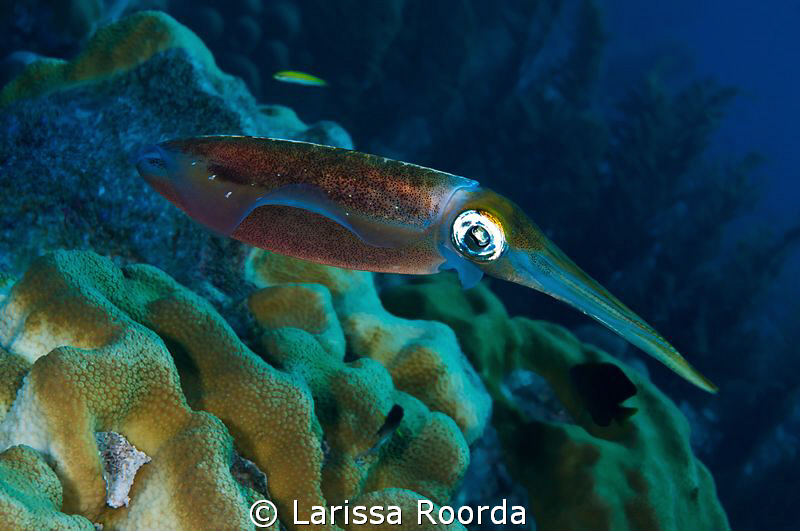 A squid hanging around. by Larissa Roorda 
