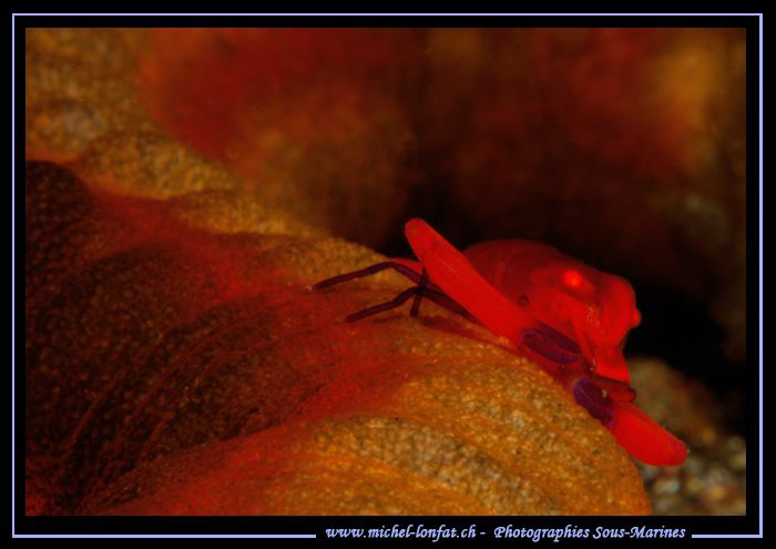 Imperial Shrimp on a Sea Cucumber in the waters of Lembeh... by Michel Lonfat 