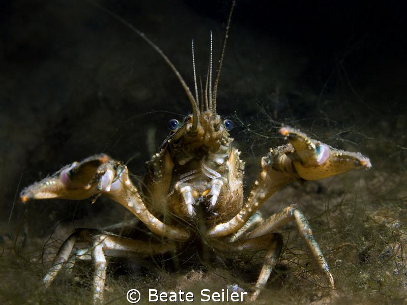 Crayfish by Beate Seiler 