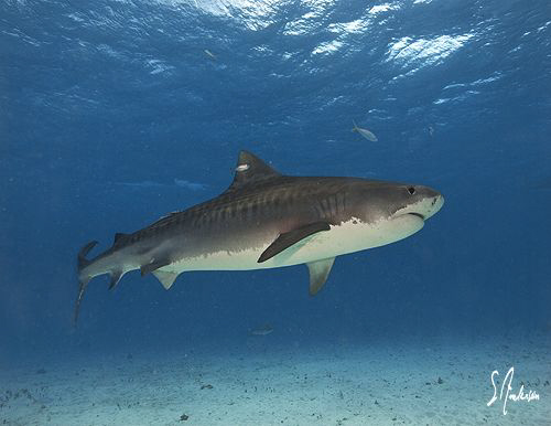 The Tiger Sharks always swim methodically across Tiger Be... by Steven Anderson 