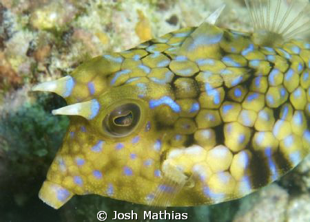 Cow fish on the run, great reflection of the eye. by Josh Mathias 