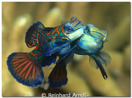 Lovestory
Mating Mandarinfishes by Reinhard Arndt 