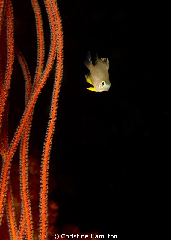 A Tiny Fish swimming in the Whip Coral by Christine Hamilton 