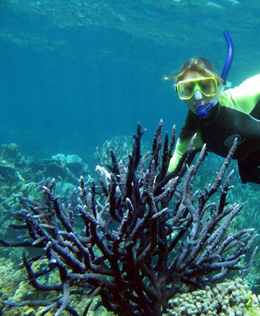 My sister checking out blue staghorn coral, Ningaloo Reef... by Penny Murphy 