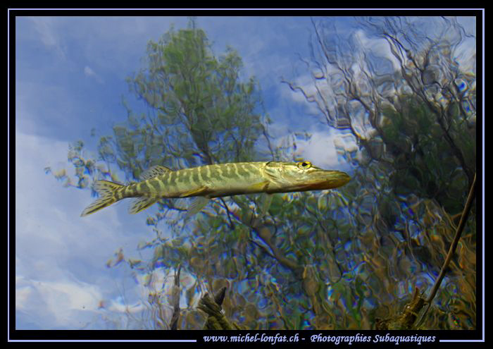 Swiss Pike Fishes can "Fly"..... :O)... by Michel Lonfat 