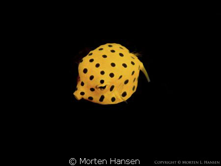 Juvenile boxfish posing for a photo, from Seraya's Secret... by Morten Hansen 