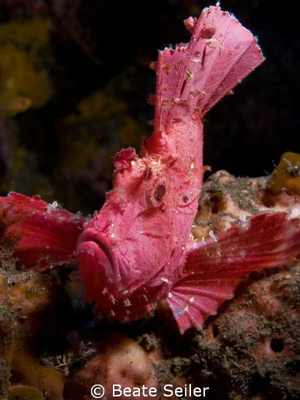 Leaf scorpion fish, taken with Canon G10 and UCL165 by Beate Seiler 