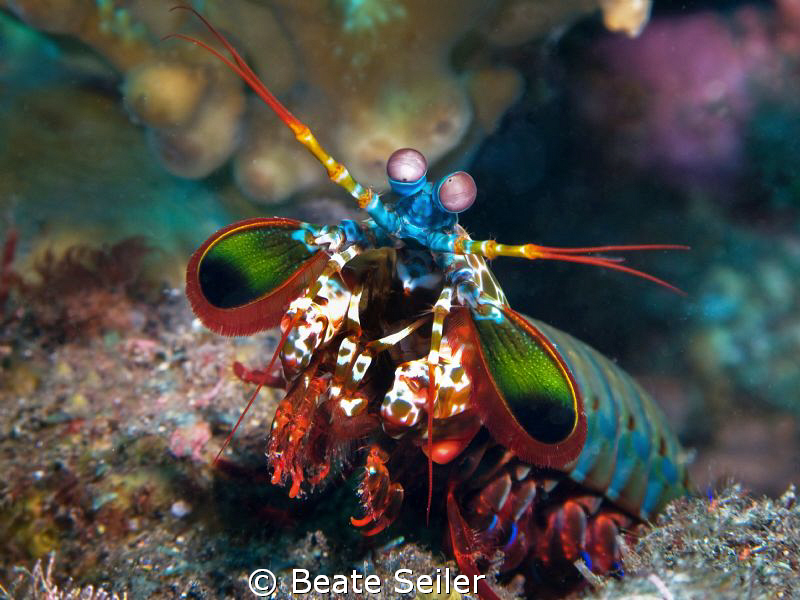 Mantis shrimp, taken with Canon G10 and UCL165 
 by Beate Seiler 