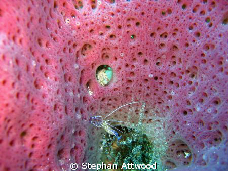 Small blue shrimp inside a piece of coral - Moche deep Ri... by Stephan Attwood 