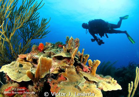 Thin Leaf Lettuce Coral & Diver at Yellow Road Dive site ... by Victor J. Lasanta 