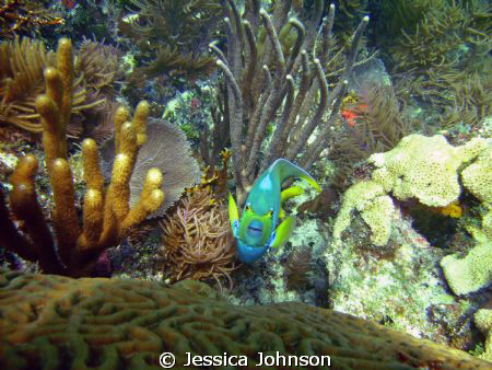 This Angel Fish was very interested in my camera. I took ... by Jessica Johnson 