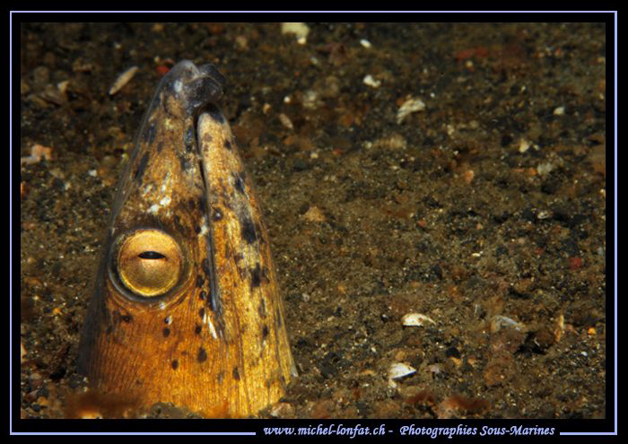 Snake Eel in the sand of Lembeh Strait.... :O).. by Michel Lonfat 