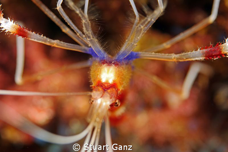 Banded shrimp taken with 60mm macro lens. by Stuart Ganz 