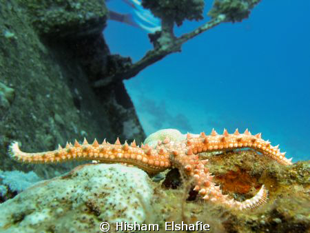 Starfish in Giannis D Wreck by Hisham Elshafie 