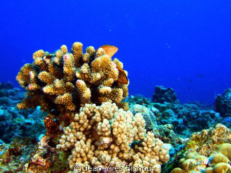 Poisson Reef Hawk fish reef by Jean-Yves Bignoux 