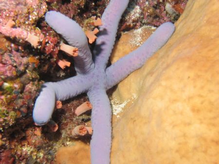 Looks like this starfish's chilling out in a comfortable ... by Dennis Siau 