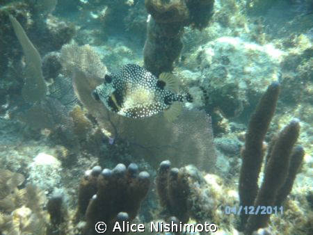 Spotted trunkfish just strolling by by Alice Nishimoto 