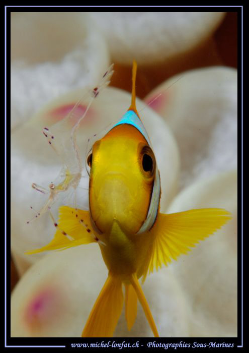 "Cleaning time" for this Clown Fish.... :O)... by Michel Lonfat 
